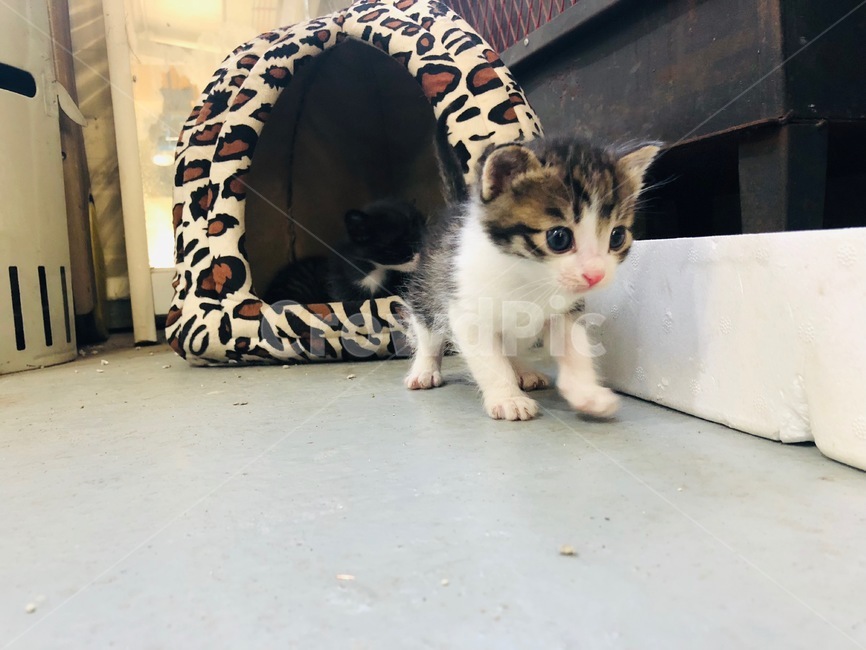 고양이,cat,야옹이,나비,냥이,동물,animal,포유류,mammal,고양이,cat,kitten,kitty