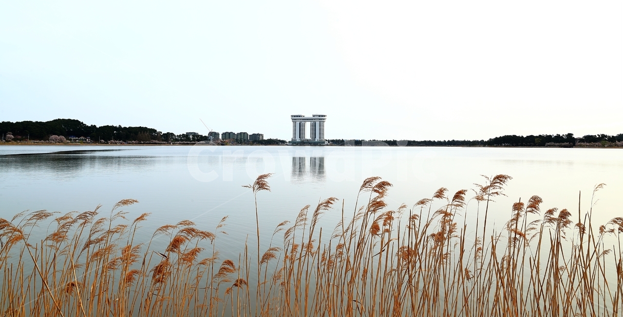갈대,경포호,물,호수,경포대,아리바우길,자연,풍경,nature,landscape,grass,잔디,plant,식물,lawn,reed
