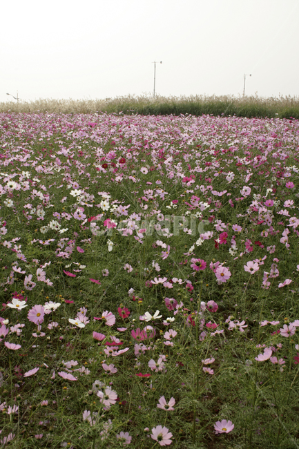 코스모스,가을,꽃,color,flower,가을,계절,fall,autumn,season,자연,풍경,nature,landscape,field,들,outdoors,옥외,grassland,목초지