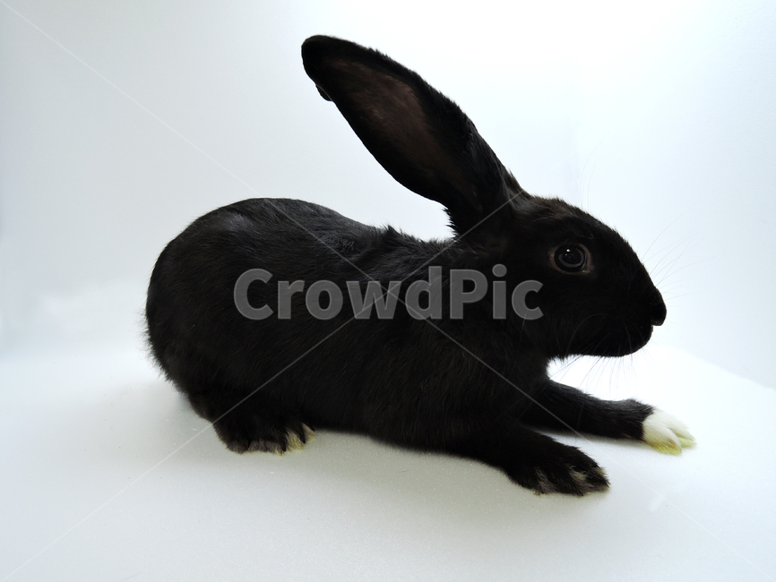 rodent,설치류,hare,토끼,animal,동물,mammal,포유류,rabbit,동물,animal,포유류,mammal