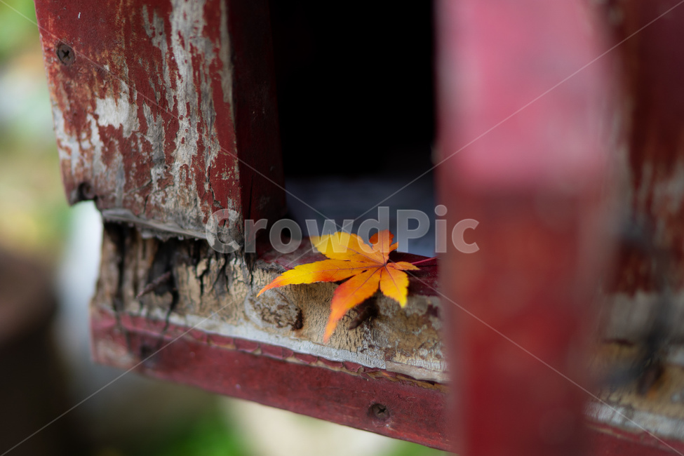 가을,우체통,나뭇잎,계절,나무,통,가을,계절,fall,autumn,season,감성,sensible,feeling,plant,식물,leaf,잎,tree
