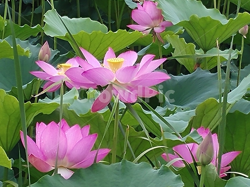 연꽃,lotus,식물,수초,땅속줄기,담수초,련꽃