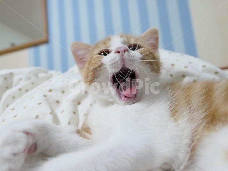 고양이,아깽이,반려동물,동물,하품,동물,animal,포유류,mammal,고양이,cat,kitten,kitty