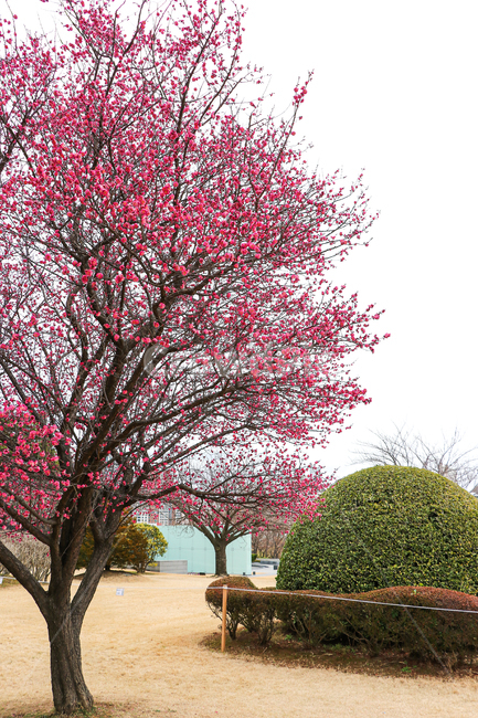 홍매화,벚꽃,식물,꽃,봄,식물,자연,plants,nature,꽃,flower