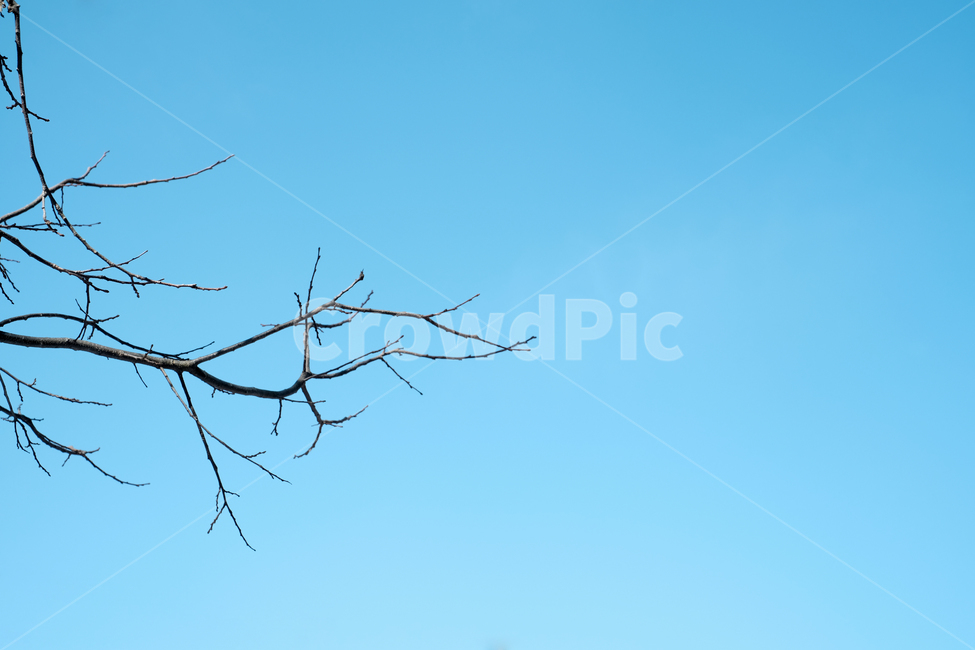 겨울하늘,파란하늘,나뭇가지,겨울나무,하늘,nature,자연