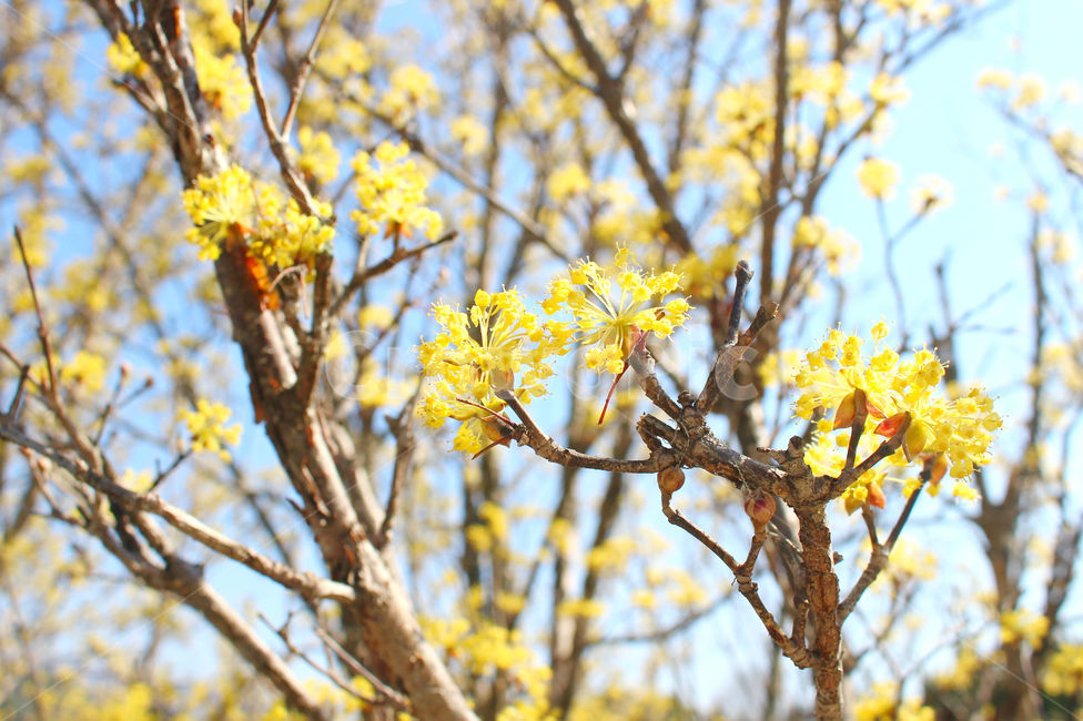 산수유,꽃,봄,하늘,자연,spring,노랑,노란색,yellow,봄,계절,spring,season,식물,자연,plants,nature,꽃,flower,plant