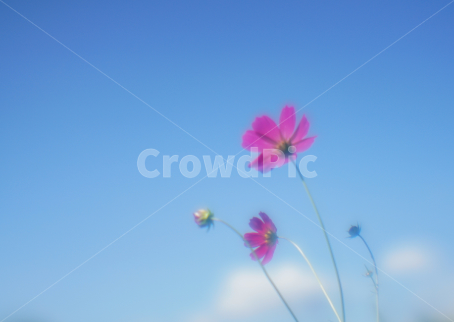 가을,꽃,야생,코스모스,식물,자연,가을,계절,fall,autumn,season,식물,자연,plants,nature,꽃,flower,outdoors,옥외