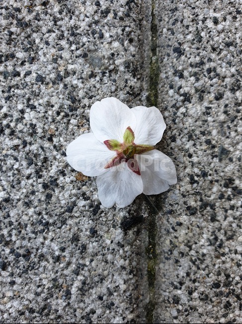 plant,식물,벚꽃,blossom,꽃,flower,꽃잎,petal,봄