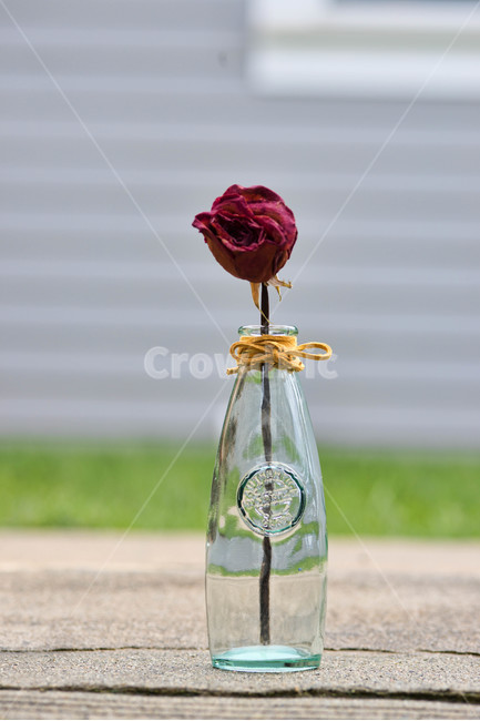 인테리어,유리병,장미,말린꽃,꽃병,꽃,flower,실내용화초,화분,화초,house plant