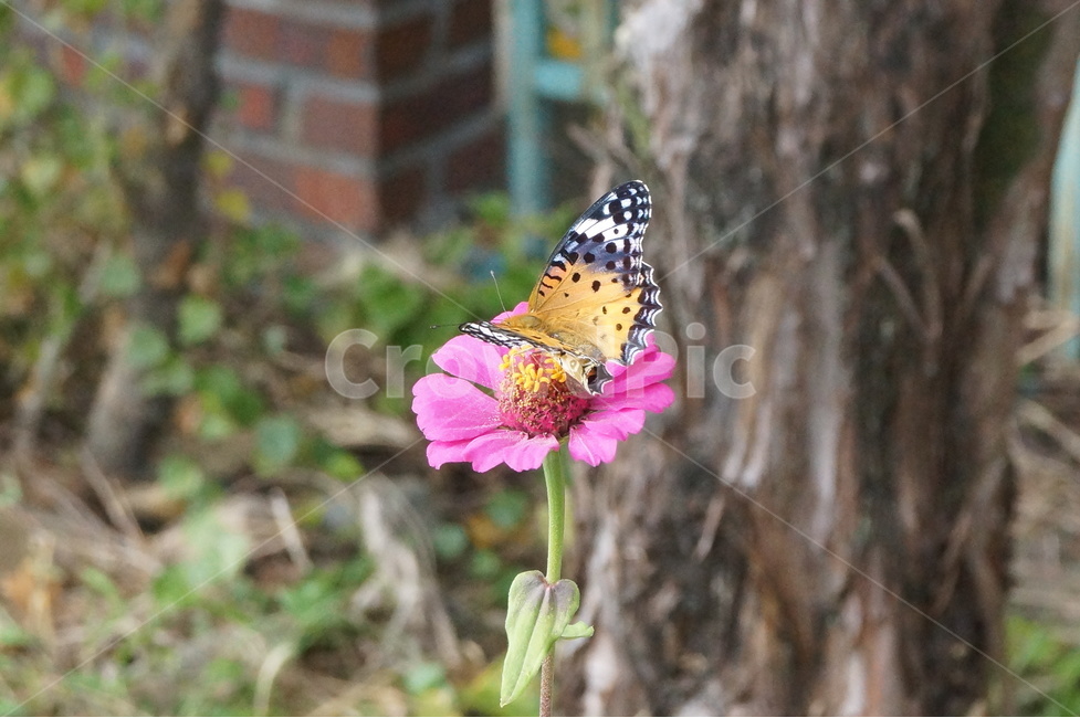 호랑나비,코스모스,꽃,나비,쉼,식물,자연,plants,nature,꽃,flower,동물,animal,곤충,벌레,insect,bug