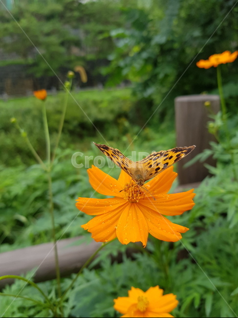 나비,네발나비,남방씨알붐나비,fourfootedbutterfly,butterfly,동물,animal,곤충,벌레,insect,bug