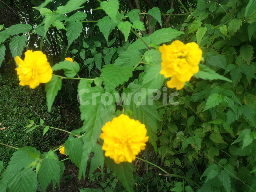 꽃,가을,플라워,자연,풀,식물,자연,plants,nature,꽃,flower