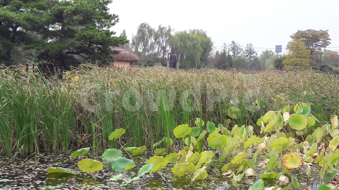 연못,연잎,갈대,초가집,가을,자연,풍경,nature,landscape,outdoors,옥외,land,땅,water,물