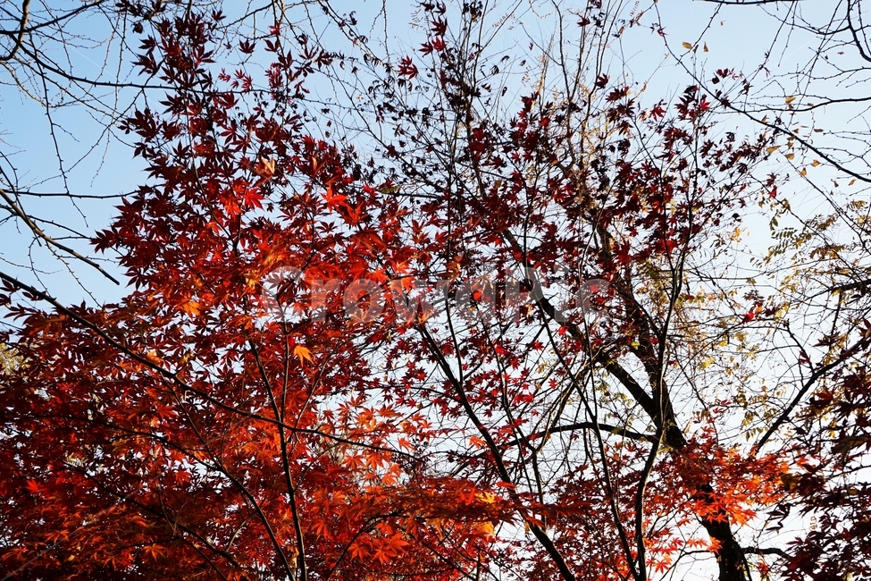가을,단풍,단풍나무,붉은색,자연,화려함,가을풍경,autumn,fall,autumnleaves,plant,nature,계절,나무,븕은색,maple,red,season,colorful,느낌,감성,trees,branches,울긋불긋,자연autumn,mapletree,가을,계절,fall,autumn,season,식물,자연,plants,nature,leaf,잎,tree