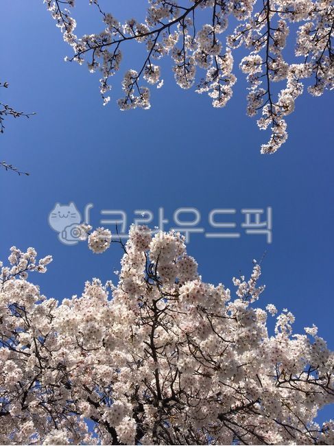 벚꽃,꽃,하늘,flower,blossom,cherryblossom,나무,식물