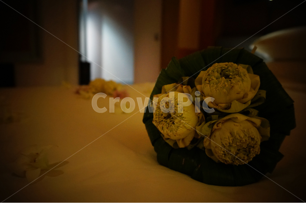 침대,꽃,조명,에로틱,침대와꽃,꽃,flower,기념일,축하,anniversary,congratulation,celebrate,celebration