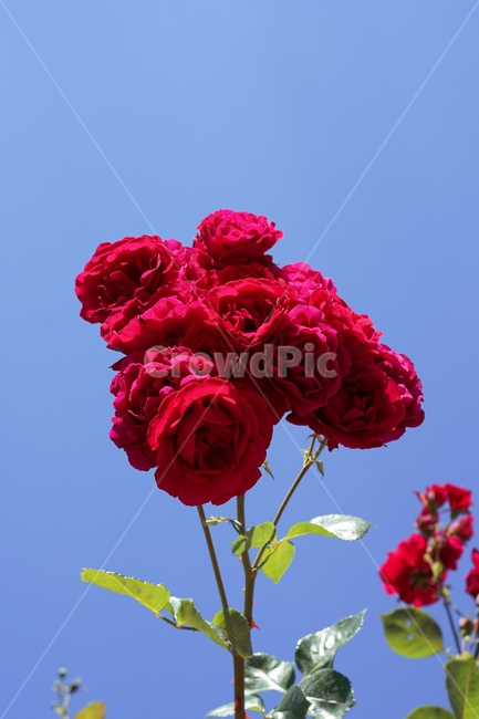 장미,하늘,식물,꽃,나무,plant,flower,rose