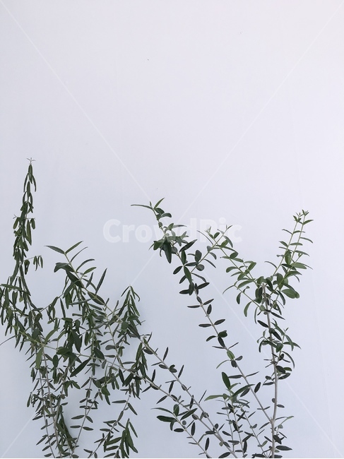 잎,배경화면,배경,조화,나무