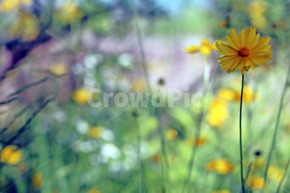 금계국,상쾌한기분,야생화,황금빛,불광천,식물,자연,plants,nature,꽃,flower