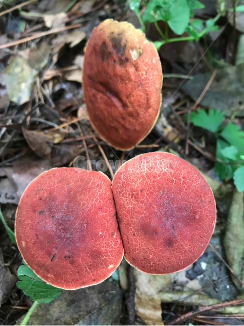 버섯,mushroom,식물,plants,자연,nature,버섯,mushroom