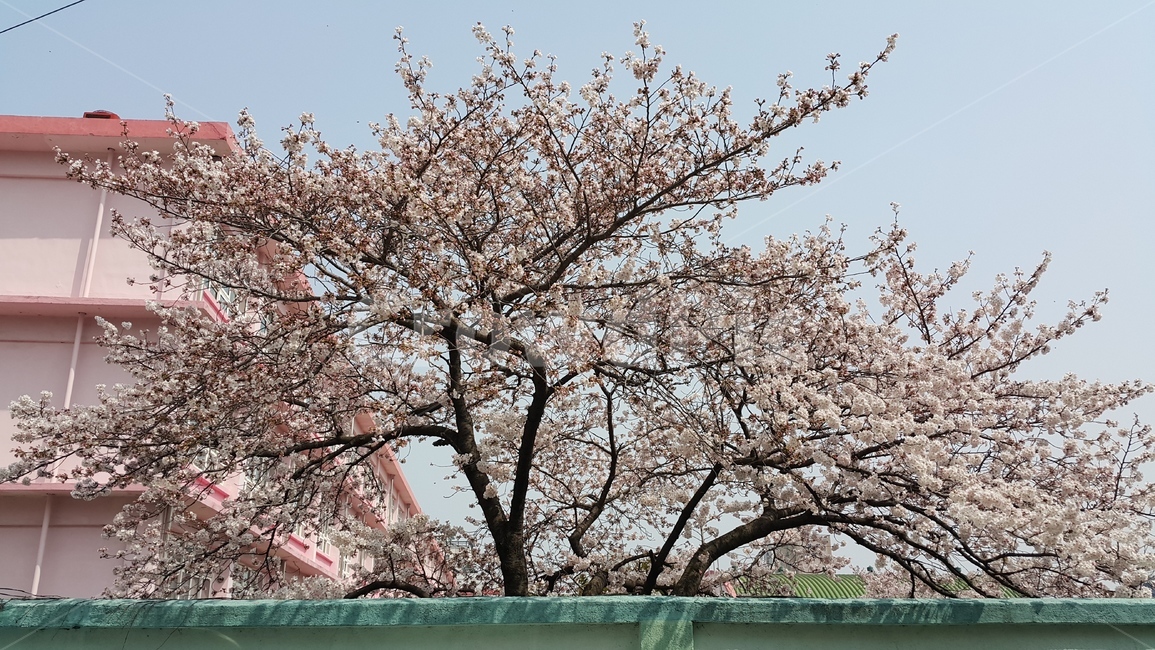 벚꽃,봄,핑크,나무,활짝핀벚꽃,봄,계절,spring,season,plant,식물,flower,꽃,blossom