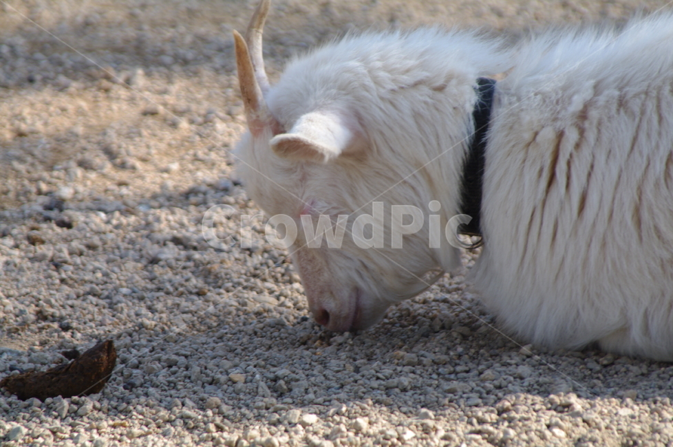 귀여운,야외,옥외,mammal,포유류,animal,동물,goat,염소,동물,animal,포유류,mammal