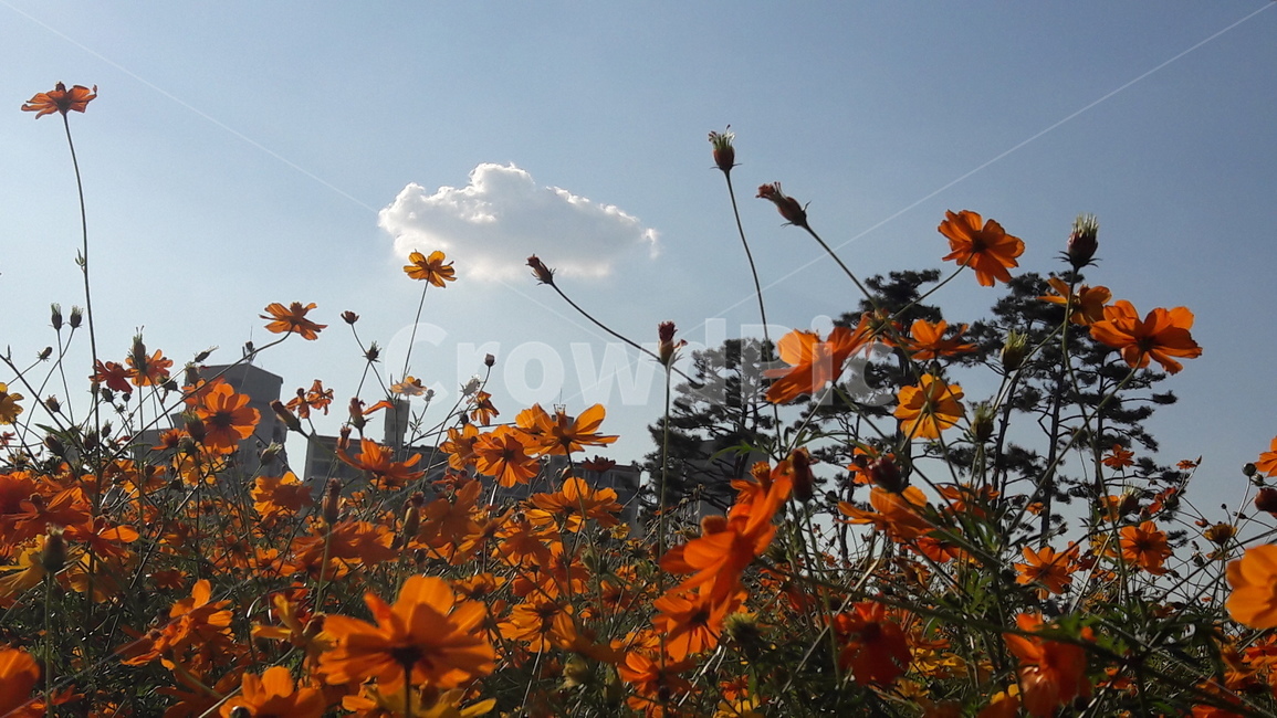 꽃,가을,하늘,아름다움,자연,식물,자연,plants,nature,꽃,flower