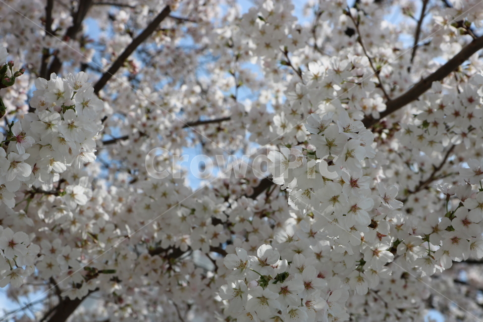 벛꽃,경주,꽃,봄,만개,아름다움,흰색,향기,4월,봄,계절,spring,season,식물,자연,plants,nature,꽃,flower,plant,blossom