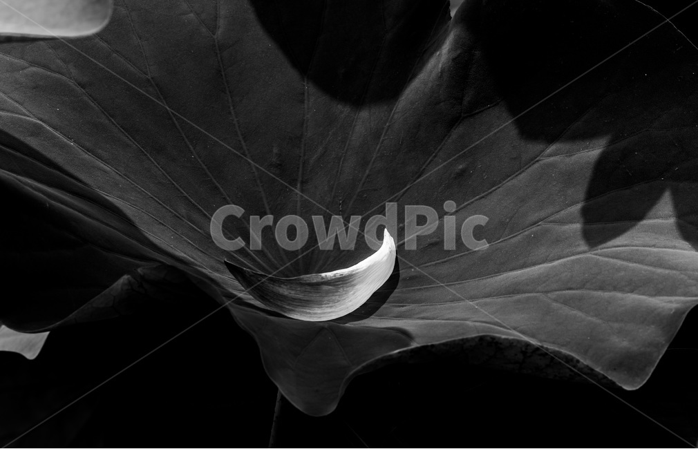 연잎,문양,무늬,꽃잎,습지,식물,자연,plants,nature,꽃,flower,흑백,모노톤,monochrome,black and white