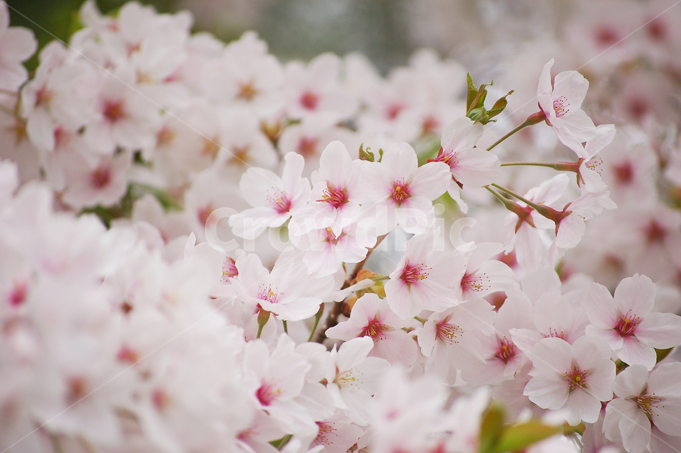 벚꽃,벚,꽃,봄,화사한,꽃다발,plant,식물,blossom,flower,spring,자연,nature,식물,자연,plants,nature,꽃,flower