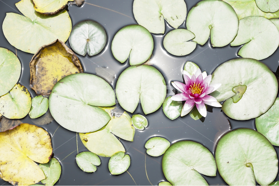 꽃,여름,풍경,연꽃,연잎,연못,자연,flower,summer,landscape,lotus,leaf,nature,pond,식물,자연,plants,nature,꽃,flower