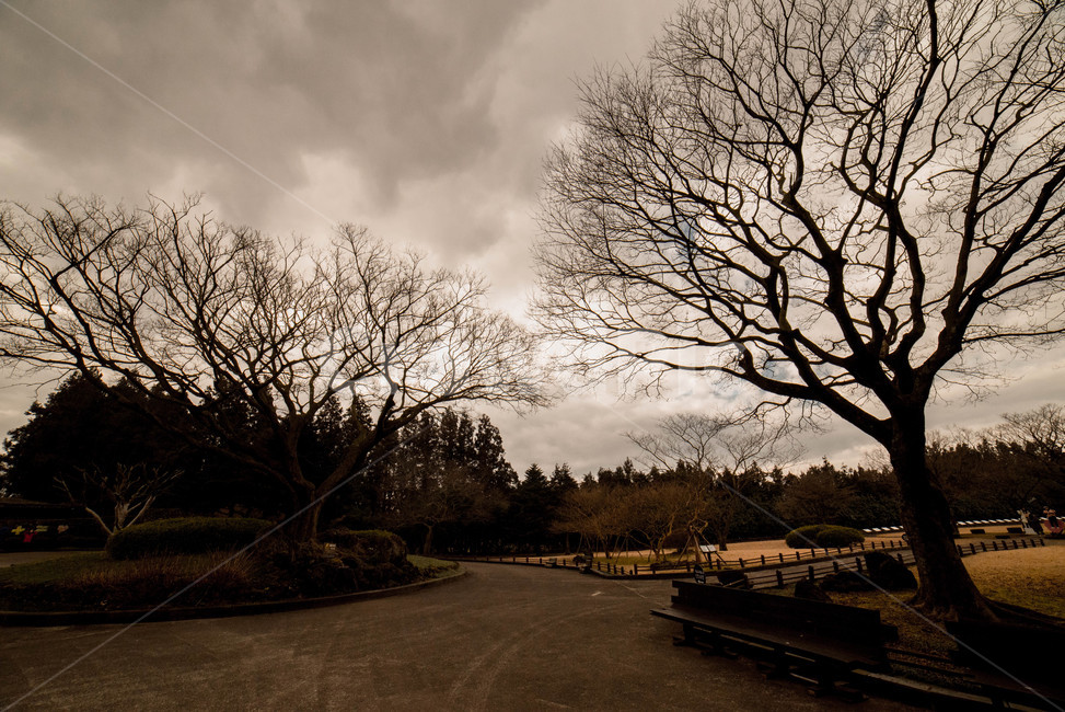 흐린날,흐린하늘,나무,식물,길,자연,풍경,nature,landscape,tree,plant,outdoors,옥외