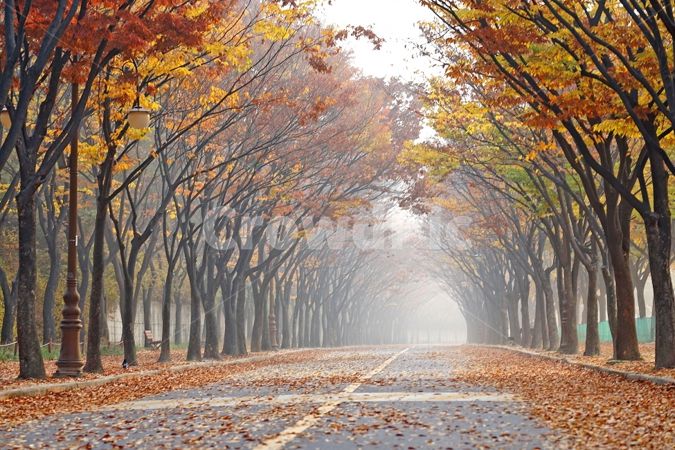 인천대공원,가을,단풍,안개,새벽,공원,가을,계절,fall,autumn,season,자연,풍경,nature,landscape,한국자연풍경,한국자연경관,korea nature landscape,tree,나무,plant,식물,tree trunk,나무 줄기