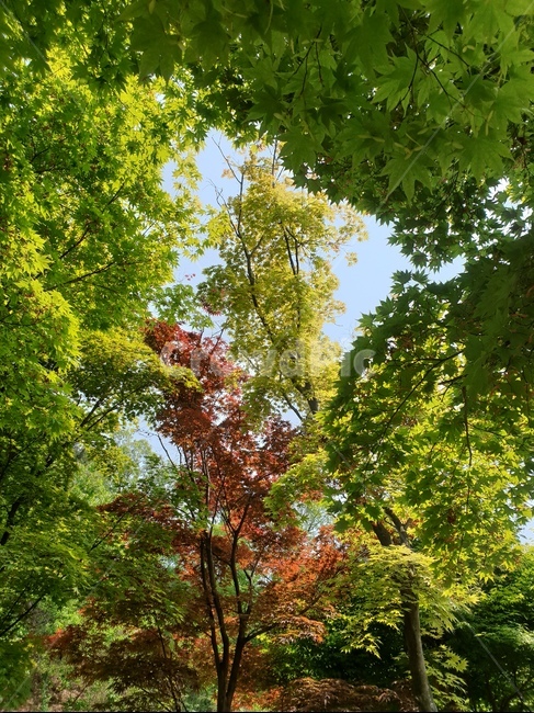 하늘,햇살,나무,숲,자연,해,태양,여름,봄,날씨,구름,빛,나뭇가지,산