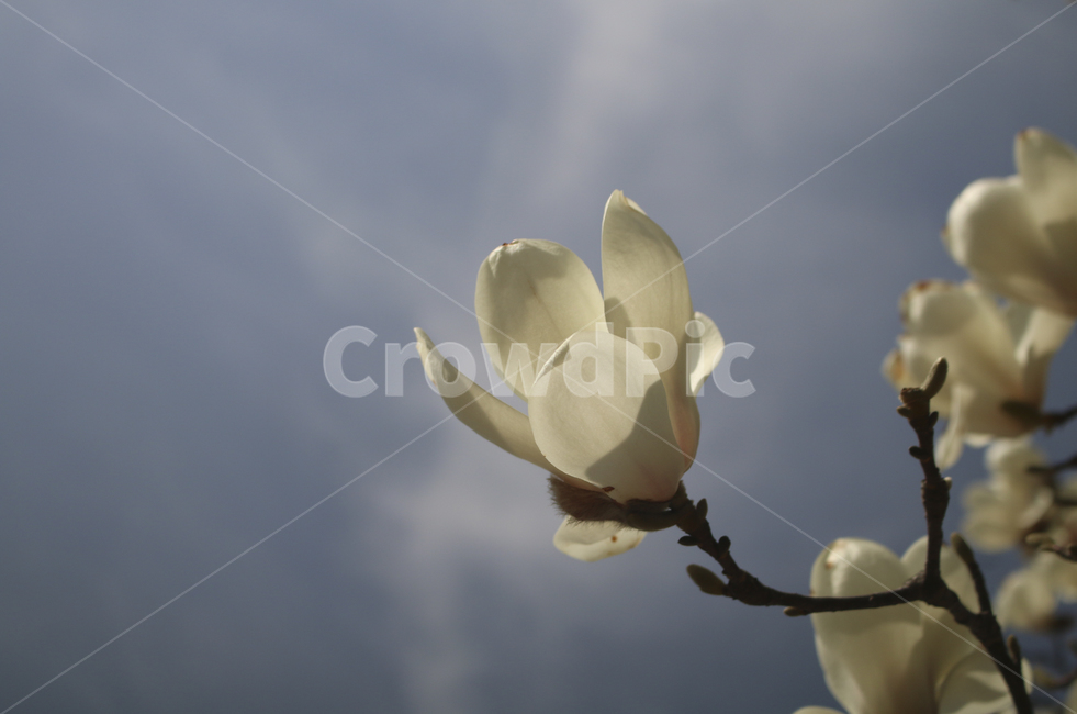 flower,blossom,꽃,petal,꽃잎,plant,식물,white,whiteflower,spring,봄,봄꽃,흰꽃,하얀꽃,sky,하늘