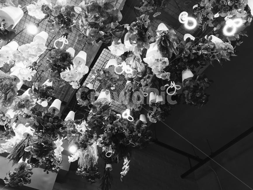 흑백,전구,꽃,천장,불빛,꽃,flower,실내용화초,화분,화초,house plant,흑백,모노톤,monochrome,black and white,인테리어,실내디자인,interior design
