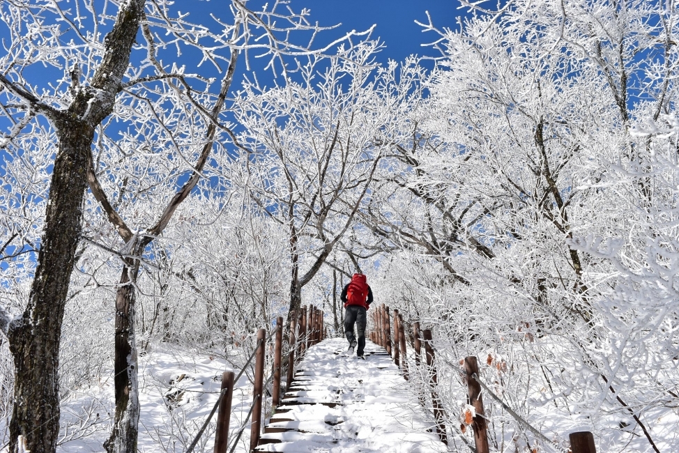 소백산,눈꽃풍경,상고대,겨울풍경,국립공원,겨울동화,눈풍경,파란하늘,100대명산,겨울명산,설경,서리꽃,영동,snow,landscape,겨울,계절,winter,season,자연,풍경,nature,landscape,사람,인물,인간,human,person,스포츠,레저,운동,sports,leisure,exercise,건강,헬스웨어,헬스케어,healthware,health care,outdoors,옥외