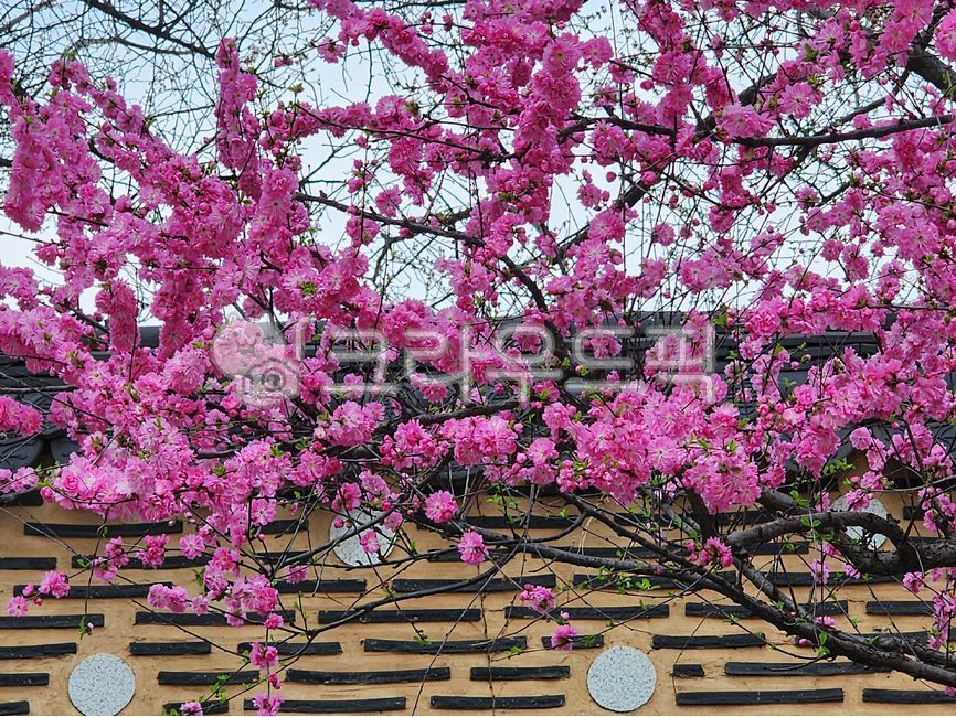 산옥매,매화,꽃잎,꽃,담,담장,봄,핑크,식물,자연,petal,flower,pink,spring,plants,nature