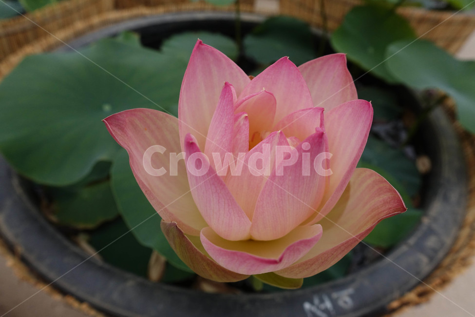 연꽃,연등,사찰,plant,식물,blossom,꽃,연못백합,식물,자연,plants,nature,꽃,flower