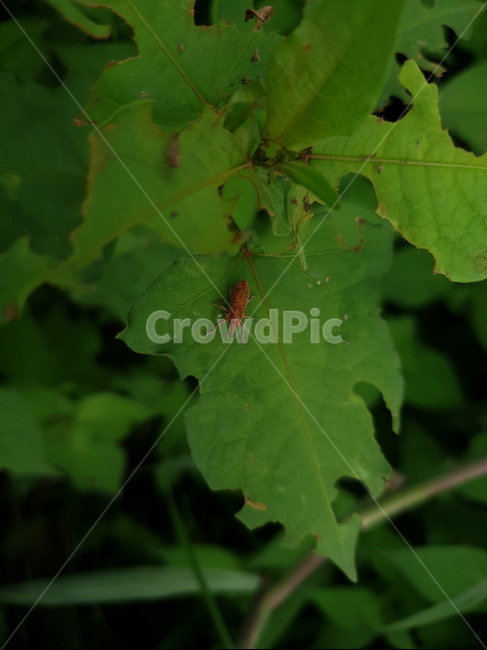 식물,풀,잎사귀,곤충,바구미,plant,leaf,잎,insect,곤충,벌레,insect,bug
