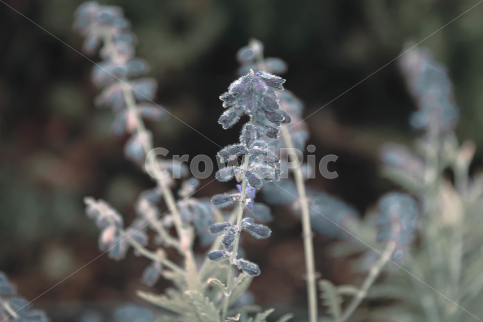 nature,자연,outdoors,flower,꽃