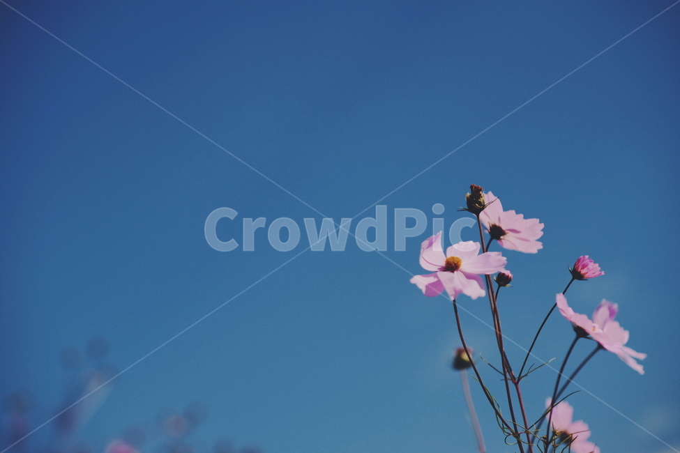 코스모스,꽃,식물,가을,하늘,sky,cosmos,autumn,plant,fall,flower,가을,계절,fall,autumn,season,식물,자연,plants,nature,꽃,flower,geranium,제라늄,blossom