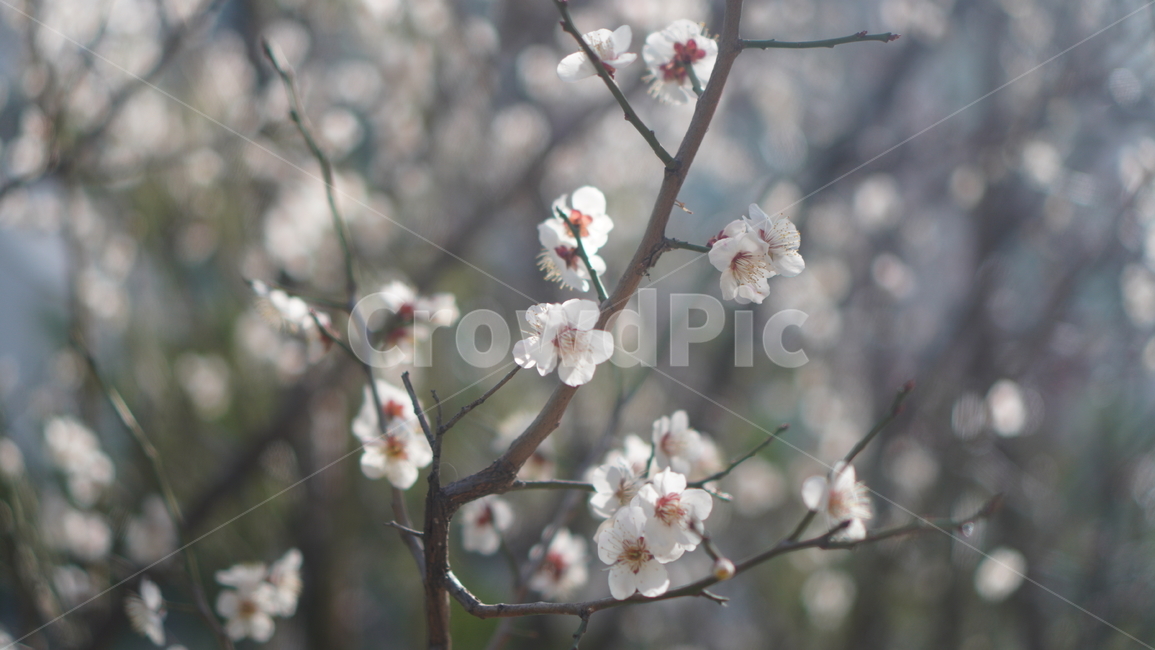꽃,flower,blossom,식물,plant,봄,벛꽃