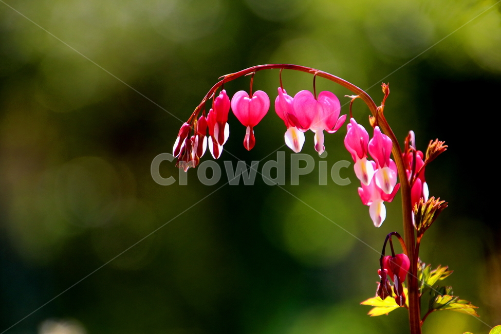 plant,식물,꽃,flower,봄,식물,자연,plants,nature,꽃,flower