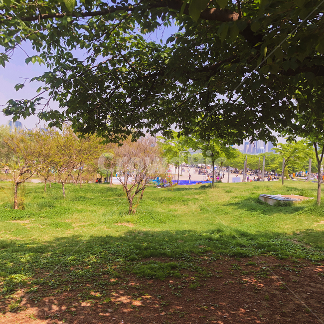 tree,나무,plant,식물,자연,nature,treetrunk,나무줄기,grass,잔디,그림자