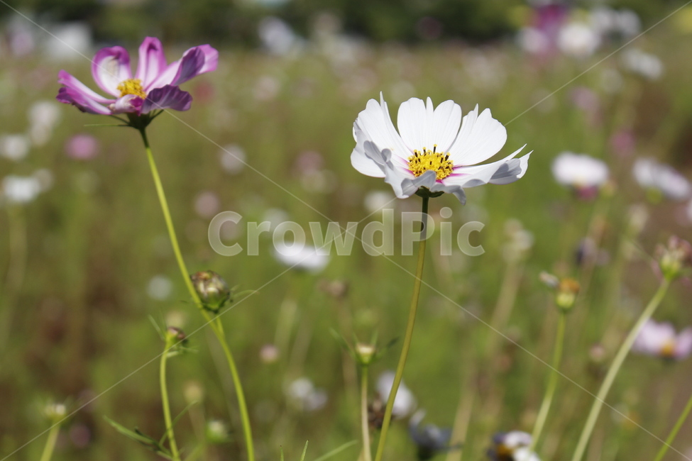 plant,식물,코스모드,가을꽃,꽃밭,식물,자연,plants,nature,꽃,flower