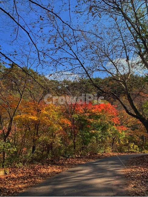 tree,나무,잎,가을,단풍,산,mountain,청량