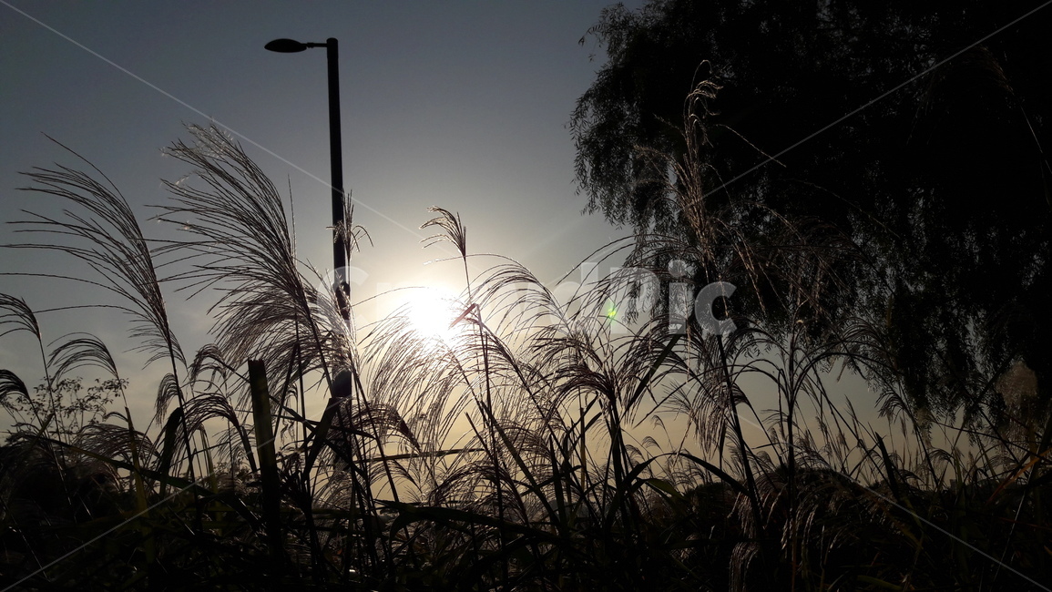 하늘,노을,가을,붉은,구름,가을,계절,fall,autumn,season,grass,잔디,plant,식물,lawn,reed,갈대