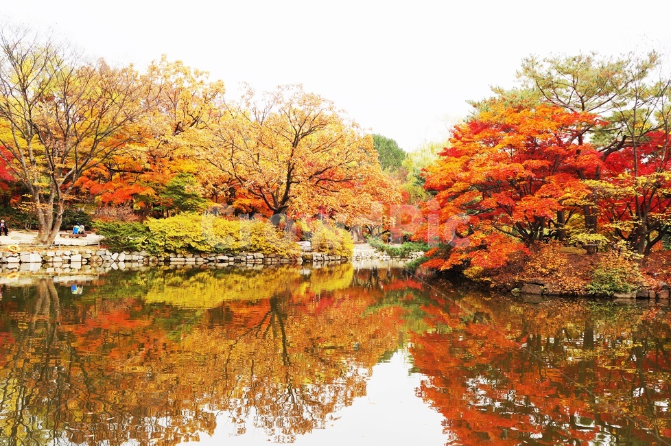 가을,반영,그림자,호수,단풍,울긋불긋,낙엽,데이트,고궁,창덕궁,가을,계절,fall,autumn,season,자연,풍경,nature,landscape,maple,tree,나무,plant,식물