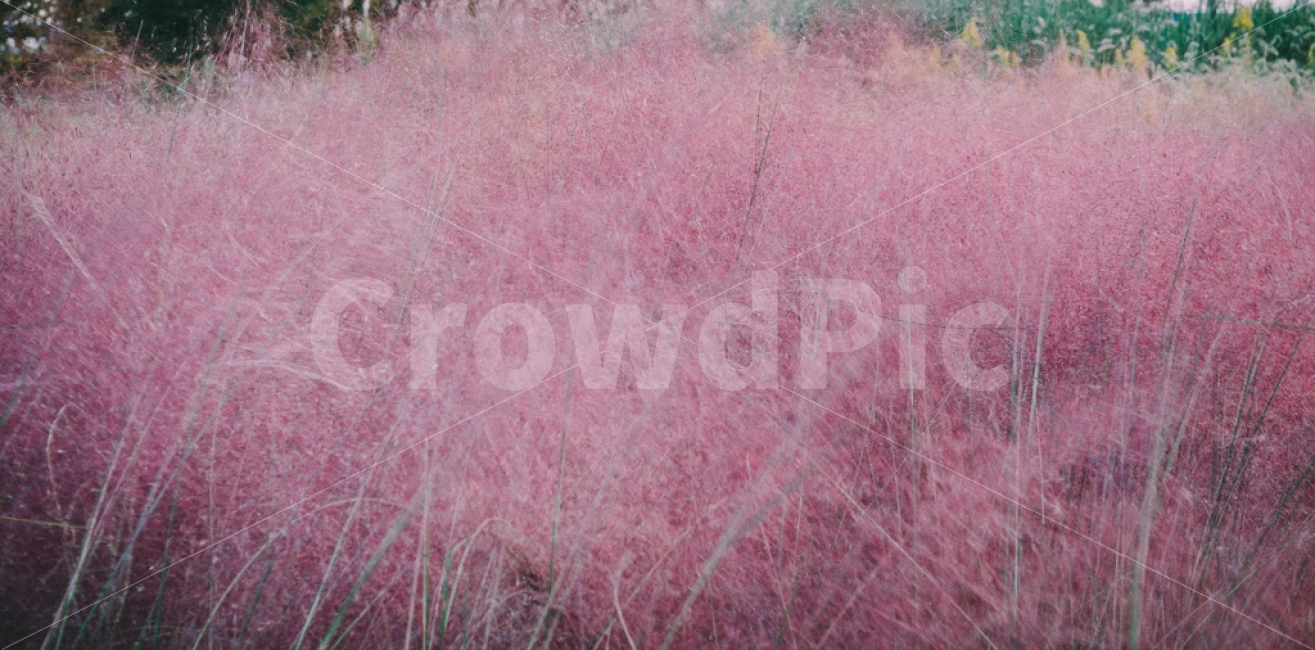 갈대,억새,낙동강생태공원,핑크뮬리,핑크,대저생태공원,10월출사,식물,자연,plants,nature,감성,sensible,feeling